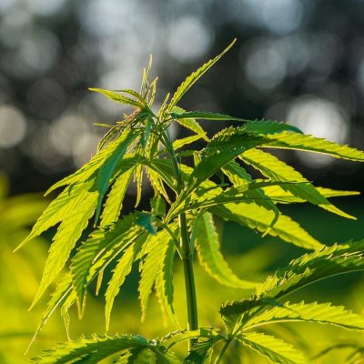 Der Hanf für Dämmstoffe ist frei von THC